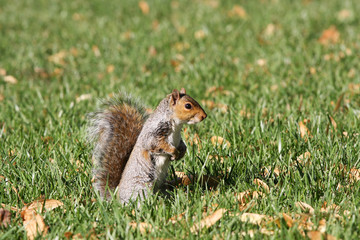 squirrel eating nut