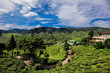 Teeplantage in den Cameron Highlands Malaysia