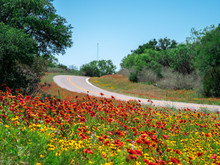 Beautiful Texas Wildflowers By The Road In Texas