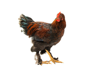 Poster - young chicken isolated