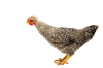 Sticker - young chicken isolated