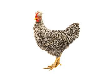 Poster - young chicken isolated