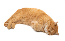 Ginger Cat Isolated