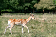 Fallow Deer In The Forest