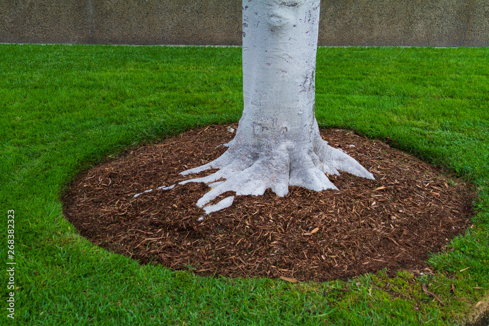Tree trunk base with mulch and green grass Stock Photo | Adobe Stock