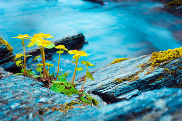 Fresh spring water running with rocks and flowers