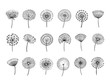 Dandelion set. Doodle hand drawn dandelions monstera delicate plant seeds summer botanical fluff flower isolated vector silhouettes. Illustration of dandelion fluff, botanical flower softness
