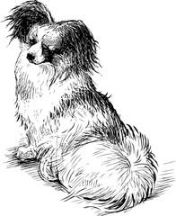 Sketch of a fluffy lap dog