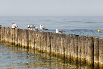 Wall Mural - Wild birds on the wooden breakwater