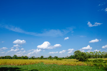 Wall Mural - sky and clouds over the Rice field.