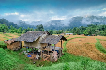 view of a bamboo hut in rice fields around with green forest, hills and cloudy sky background, Ban Mae Klang Luang hill tribe village, Doi Inthanon, Chiang Mai, northern of Thailand.