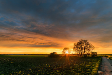 Wall Mural - the sun sets behind a group of trees in the wide open dutch landscape. the clouds in the western sky