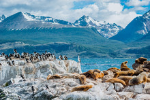 Sea Lion Of The Beagle Channel Ushuaia