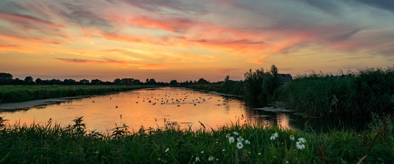 Wall Mural - panorama of a colorful evening sky with flowers on the waterside