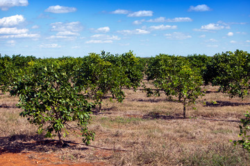 Wall Mural - Cuba. Ranks of orange trees on a plantation