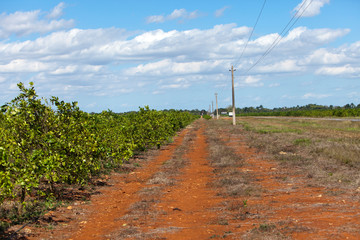 Wall Mural - Cuba. Ranks of orange trees on a plantation