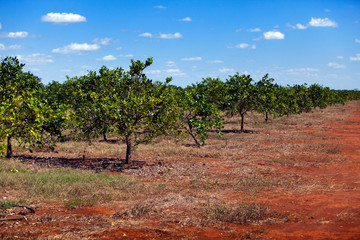 Wall Mural - Cuba. Ranks of orange trees on a plantation