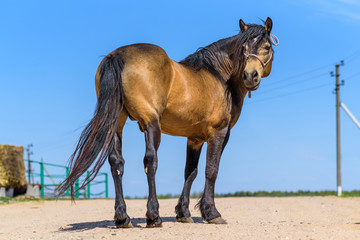 Portrait of a horse against the sky, in the summer on a sunny day.