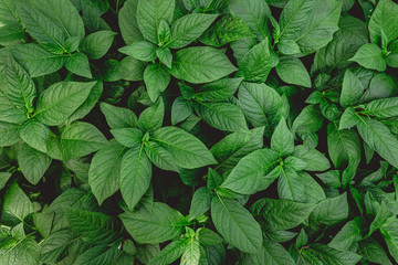 Wall Mural - Top view of green plants. Nature full frame background.