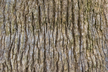 Closeup of palm bark or plane tree. Abstraction.