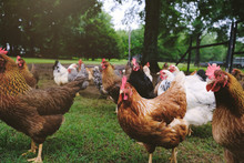 Free Range Chicken Birds In Farm Grass.  Shows Hens Closeup.