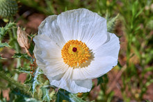 Isolated Macro Of Beautiful White Prickly Poppy (Argemone Albiflora) (Texas Bull Nettle). Close Up
