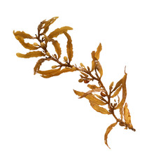 Close-up Of Sargassum, Showing The Air Bladders That Help It Stay Afloat. Isolated On White Background