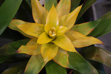 Top View Of Flowering Yellow Bromeliad With Green Leaves  
