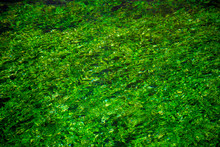 River Stream With Emerald Green Water And Green Water Plants