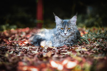 Blue Tabby Maincoon Cat Chilling And Sitting In  Green Garden. Yellow Eyes Cat Outdoor In Daytime Lighting Sitting On Wooden Log, Ground Full Of Falling Leaves. Healthy Gray Kitten In Forest. Autumn. 