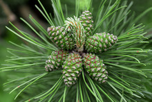 Spring Green Pine Cones On Twig