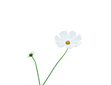 Mexican Aster Flowers Or White Cosmos Petal With Yellow Pollen Pattern And Green Stem Isolated On Background With Clipping Path , Nature Blooming And Bud