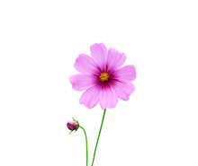 Colorful Flowers Mexican Aster Or Pink Cosmos Petal With Yellow Pollen Pattern And Green Stem Isolated On White Background With Clipping Path , Nature Blooming And Bud
