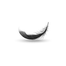 Single Falling Or Hovering Curved Fluffy Black Feather Realistic Style