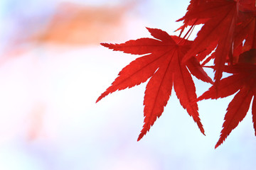 japanese maple scene that turned red in autumn