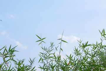 Bamboo trees on the sky background