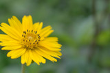 Fototapeta Storczyk - Small yellow flowers With blurred background