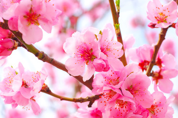 Poster - Mandelblüte im Frühling - Almond Blossom in springtime