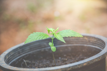 Wall Mural - Cannabis seedlings.