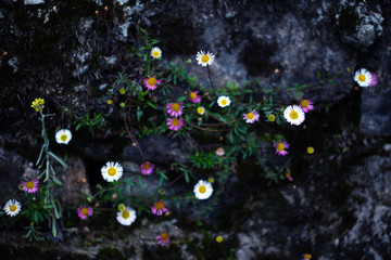 abstract floral background macro shot