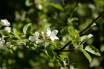 Blooming apple tree in spring garden on a sunny day