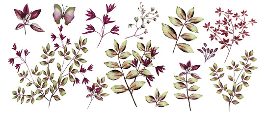 Watercolor illustration. Botanical collection. Set of wild and garden flowers, leaves, branches and other natural elements. All drawings isolated on white background. Maroon flowers.