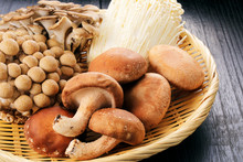きのこの集合　Set Of Japanese Mushrooms