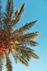 Palm tree leaf blue sky