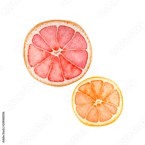 夏 トロピカルフルーツ グレープフルーツ オレンジ 水彩 イラスト Adobe Stock でこのストックイラストを購入して 類似のイラストをさらに検索 Adobe Stock