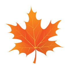 Wall Mural - Isolated maple leave.Maple leaves in autumn. Vector EPS 10.