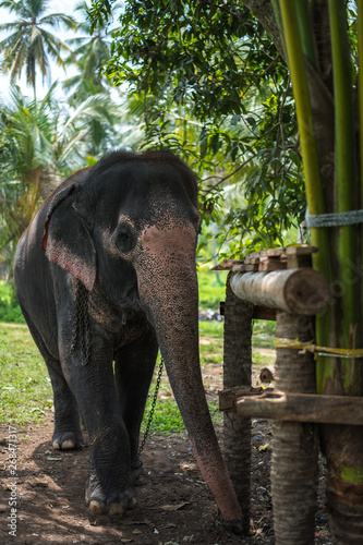 Cuadros en Lienzo Beautiful elephant in the jungle of Sri Lanka