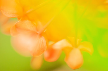 Poster - Close-up orange Ashoka flowers in full bloom.