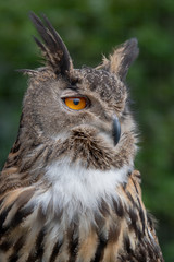 Poster - A close up portrait of a eurasian eagle owl looking intensely to the right