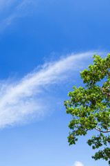 Poster - Bright ripples clouds in the blue sky.